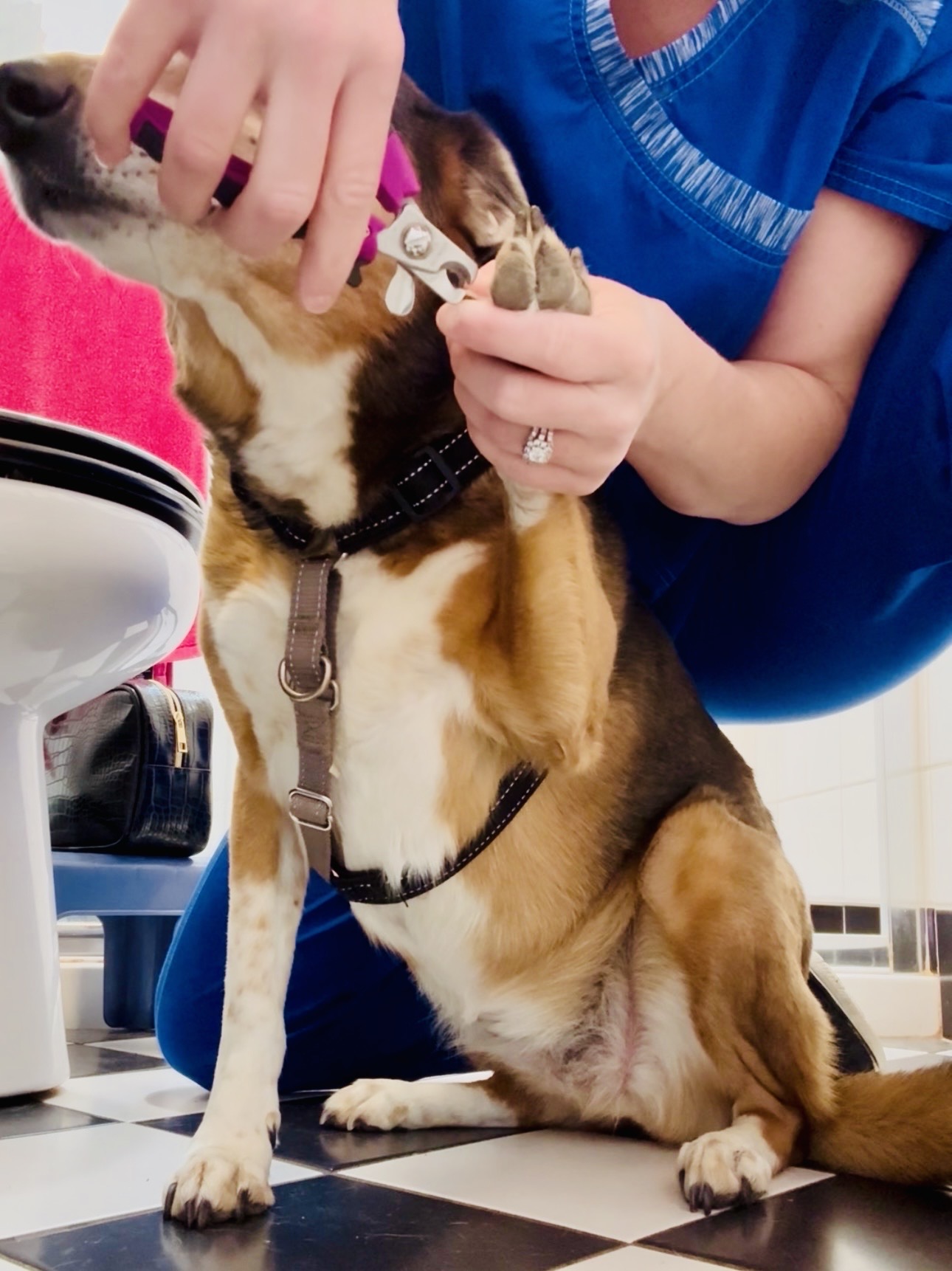 Dog getting nails trimmed at home — fear-free in-home mobile pet grooming in mid-Missouri