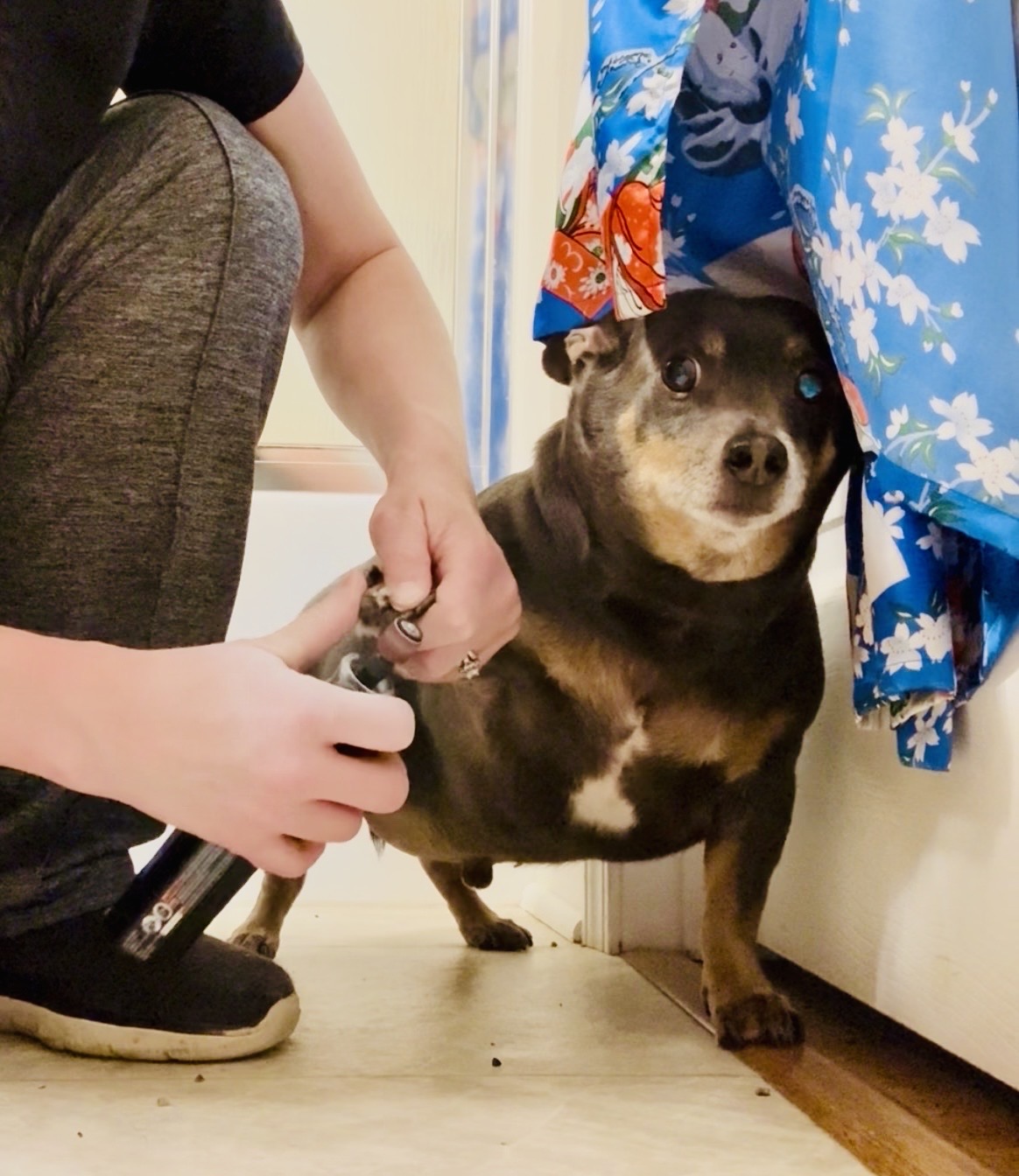 Happy dog relaxed during in-home nail trim — mobile pet grooming in Columbia, Hallsville, Moberly, and Macon, MO
