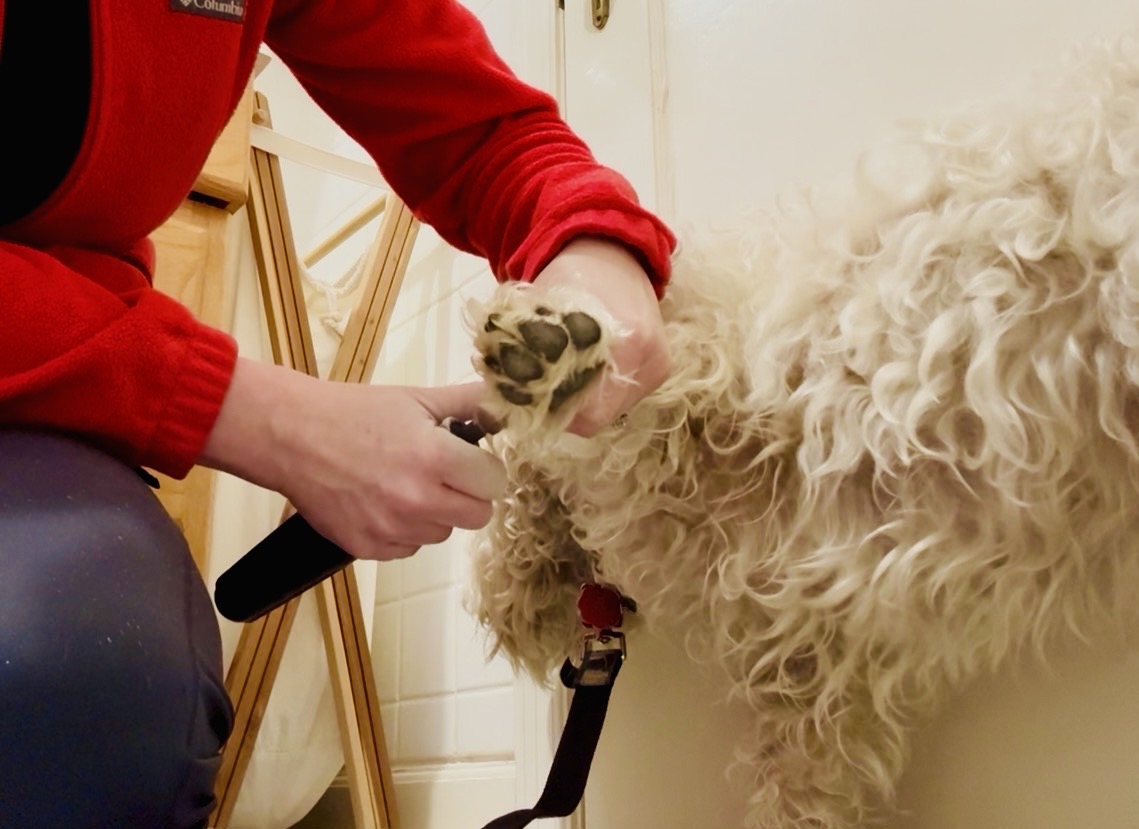 Calm dog getting nails trimmed at home in Columbia, MO — Peticures mobile pet nail trimming